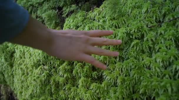 Dolly Out Person Touches Lush Green Moss New Zealand — Video Stock