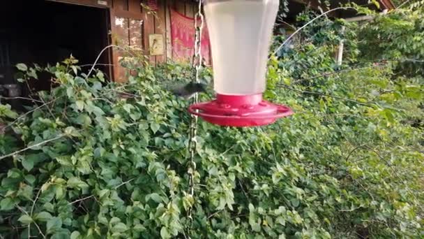 Colibri Hummingbirds Feeding Nectar Manu Biosphere Reserve — Vídeo de stock