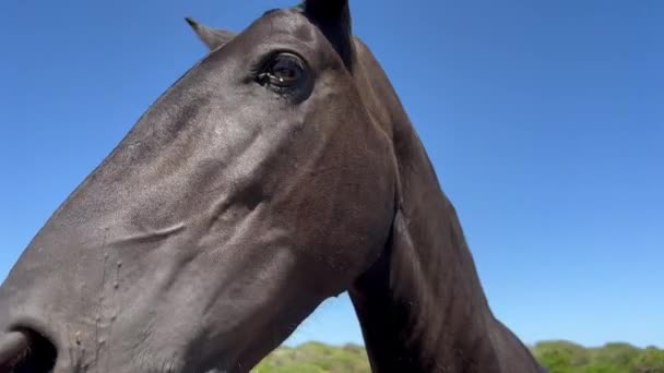 素晴らしい夏の日に黒いスペインの馬の頭の近くのビュー — ストック動画