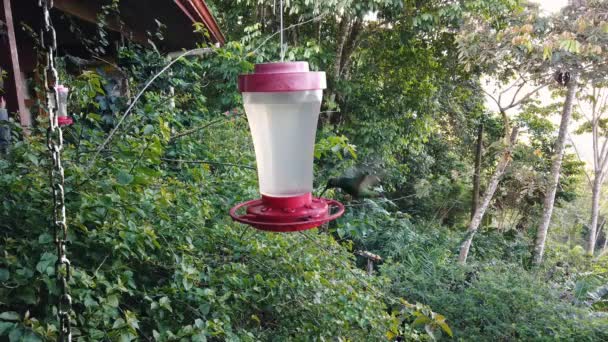 Hummingbird Feeding Nectar Manu National Park Close Slow Motion — Vídeos de Stock