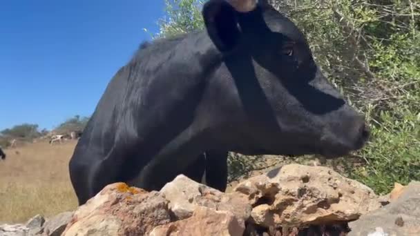 Vue Rapprochée Tête Une Vache Race Menorcan Après Mur Pierre — Video