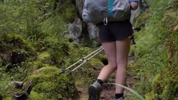 Înclinat Sus Pasărea Kea Merge Lungul Traseului Luxuriant Fiordland Fața — Videoclip de stoc