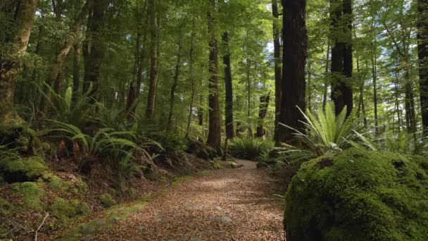 Static Hikers Walk Lush Fiordland Forest Kepler Track New Zealand — ストック動画