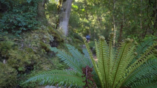 Static Closeup Hiker Approaches Lush Fiordland Forest Kepler Track New — Stok video