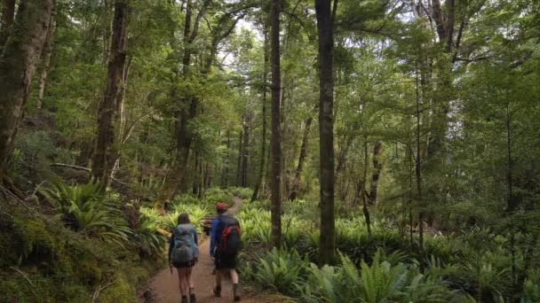 Static Hikers Walk Fern Covered Fiordland Forest Kepler Track New — Vídeo de stock