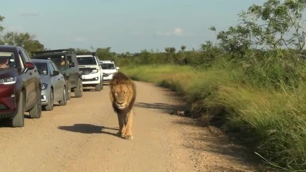 Lions Share Road Traffic South African Reserve — ストック動画