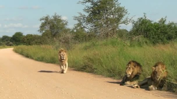 Rare African White Lion Cuts Grasslands While Two His Two — ストック動画