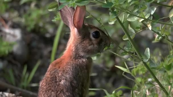 Tight Shot Small Cottontail Rabbit Stands Its Hind Legs Eat — 图库视频影像