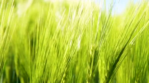 Крупный План Зеленых Ячменных Зерновых Растений Растущих Поле Освещения Солнцем — стоковое видео