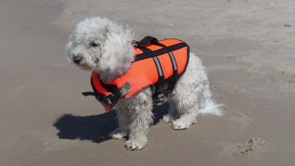 Single Bichon Frise Dog Wearing Safety Lifejacket Beach Sea Full — Stok Video