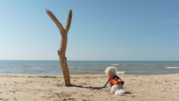 Dog Wearing Life Jacket Purebred Bichon Frise Tided Branch Beach — Stockvideo