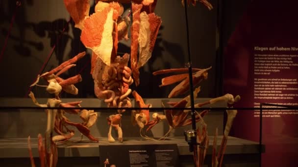 Amazing Cross Section Real Preserved Human Body Worlds Museum Berlin — Stock video