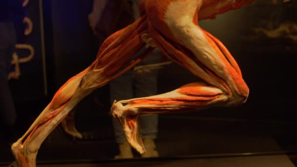 Remarkable Preserved Real Human Frozen Mid Run Body Worlds Museum — Wideo stockowe