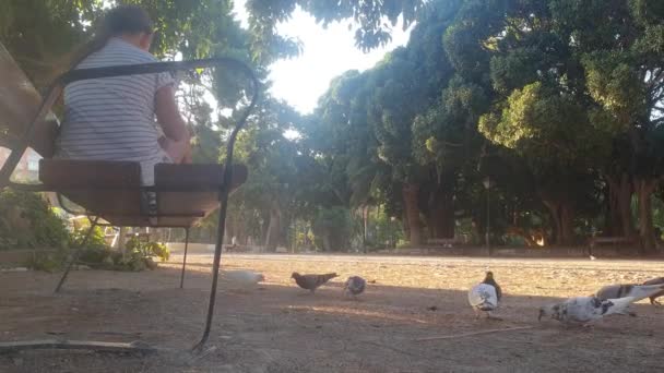 Kleines Mädchen Füttert Tauben Park — Stockvideo