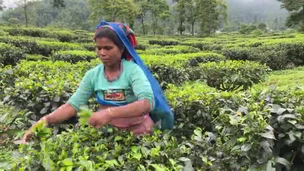 Static Shot Poor Indian Woman Tea Picker Picking Tea Leaves — Vídeos de Stock