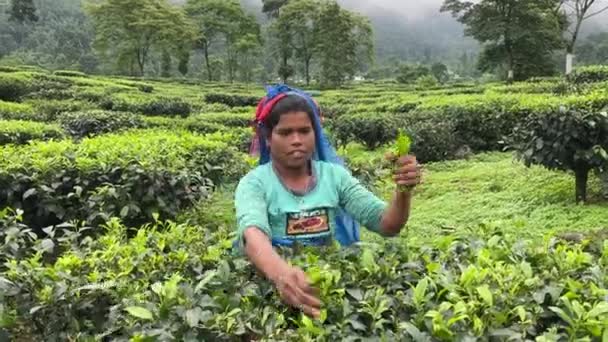 Cinematic Video Poor Indian Women Picking Tea Leaves Tea Plantation — Video Stock