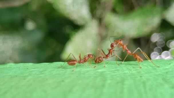 Ants Life Bokeh Background — Video Stock