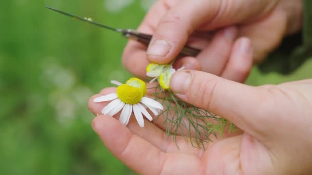 Woman Hands Cutting Flower Head Daisy Using Foldable Garden Knife — Vídeo de Stock