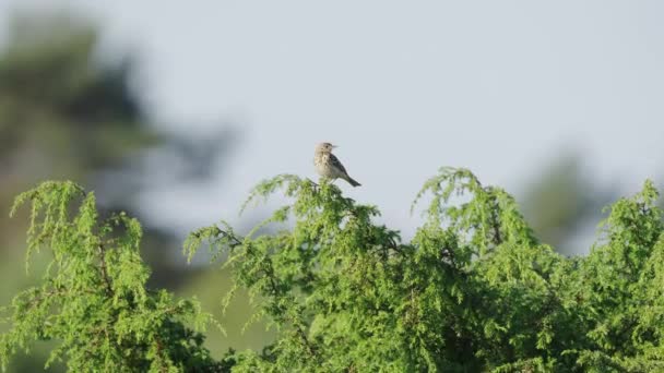 Shot Chaffinch Bird Sitting Top Birch Tree Park Morning Time — Video Stock
