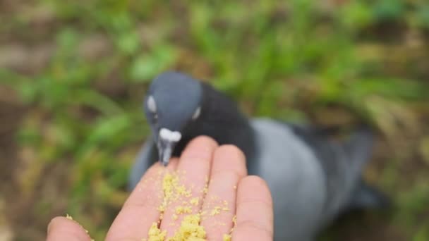 Tame Pigeon Eats Food Person Hand Shallow Depth Field — Stock Video