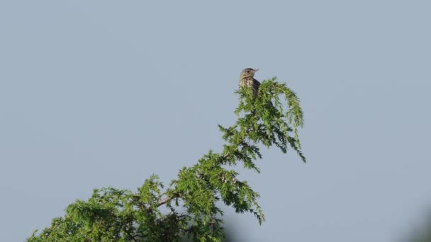 Bird Calling Treetop Clear Sky Low Angle Wide — 비디오