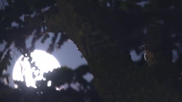 Owl Couple Perching Tree Branch Full Moon Night Sky Background — Vídeo de stock