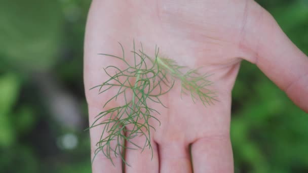 Female Hand Holds Fresh Dill Herb Gardening Organic Cooking Concept — 图库视频影像