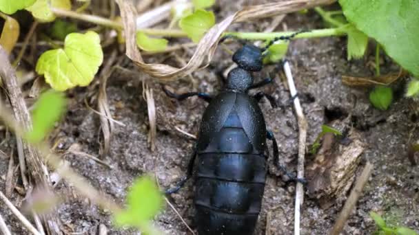 European Oil Beetle Meloe Proscarabaeus Crawling Habitat — Stok video