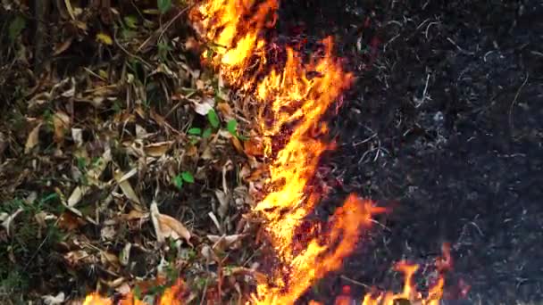 Close Fire Advancing Burning Stubble Ground — Video Stock