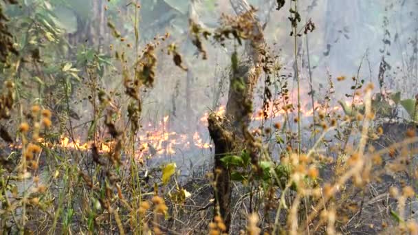 Dry Leaves Grass Burning Forest Static — Video Stock