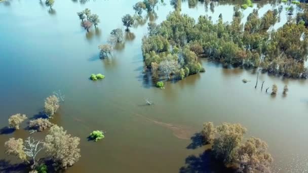 Drone View Looking Inundated Trees Swollen Floodplains Mitta Mitta River — 图库视频影像