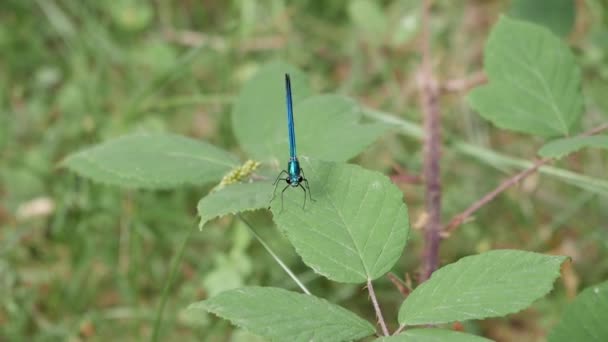 Close Front View Small Dragonfly Species Damselfly Top Leaf Forest — Vídeo de Stock