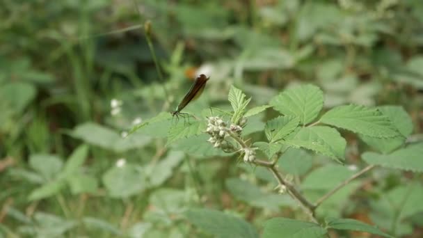 Green Damselfy Leaf Branch Tip Insect Flies Away Comes Back — Vídeo de Stock