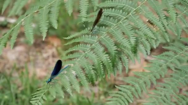 Two Damselfly Fern Leaf One Blue Second Green Lands Both — Stockvideo