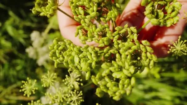 Hands Holding Bunches Green Ashitaba Seeds Sunlight Close — Stockvideo