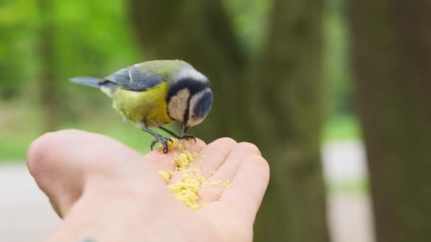 Trusting Friendly Yellow Grey Bird Eats Human Hand — Stockvideo