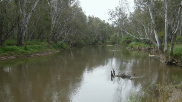 Looking Downstream Ovens River Peechelba Enters Murray River North East – stockvideo