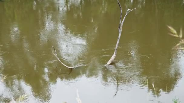 Dead Tree Sticking Out Murray River Corowa Australia November — 비디오