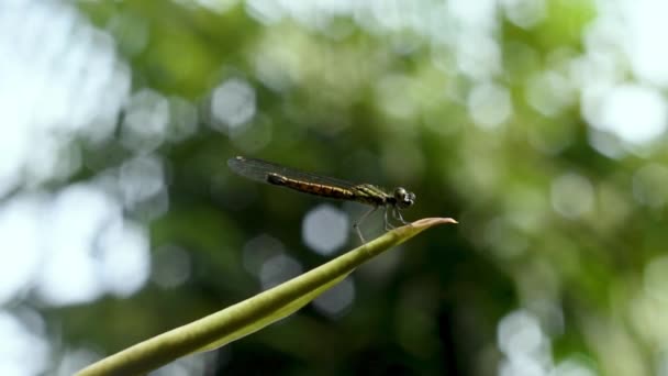 Damselfly Dragonfly Video Sri Lanka Insect Tropical Country — Video