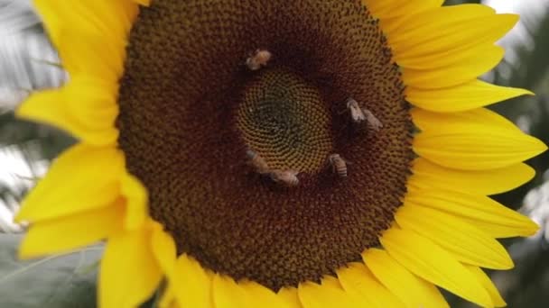 Bees Pollinating Common Sunflower Head Close View Helianthus Plant Species — Vídeos de Stock