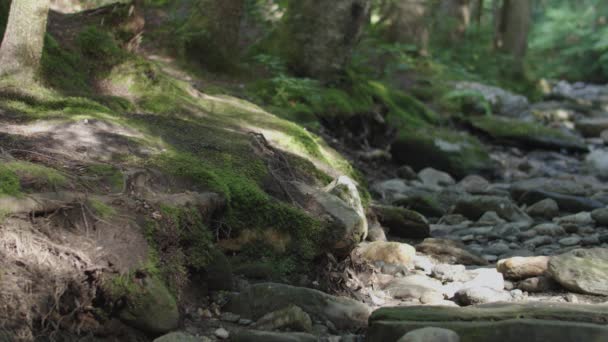 Mossy Όχθη Κατά Μήκος Βουνό Ρυάκι Τηγάνι Δεξιά — Αρχείο Βίντεο