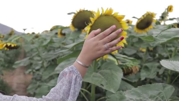 Female Human Hand Gently Touches Flowers Sunflower Field Plantation — Stockvideo