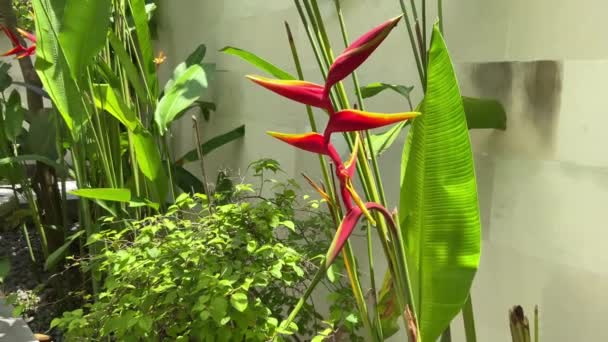 Bright Heliconia Flower Garden Jivana Resort Kuta Lombok Indonesia Circle — Vídeo de Stock