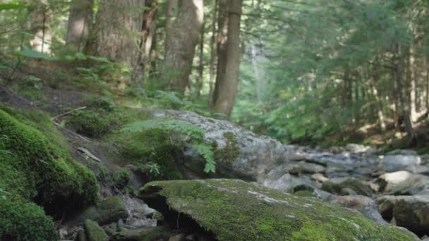 Mossy Rocks Mountain Brook Pan Right — Stockvideo