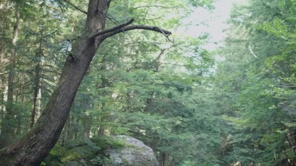 Mountain Brook Boulder Pan — Wideo stockowe