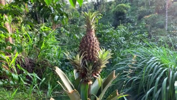 View Pineapple Tree Green Jungle Foliage Tena Ecuador Amazon Rainforest — Stockvideo