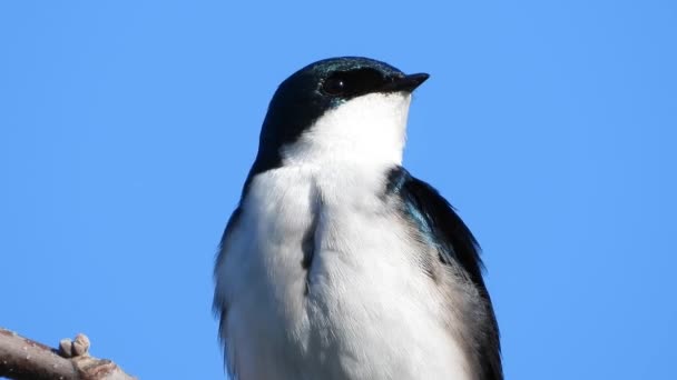 Single Female Tree Swallow Perches Branch Watching World — Vídeos de Stock