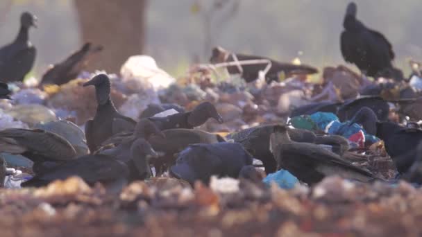 Vultures Garbage Trash Center — Stockvideo