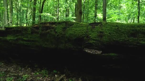 Mossy Trunk Fallen Old Tree Bialowieza Forest Poland — Stockvideo