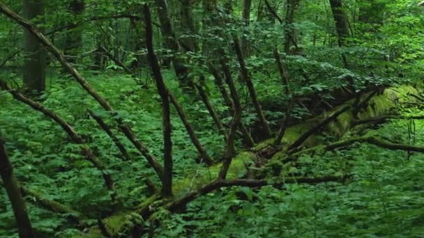 Mossy Trunk Fallen Tree Bialowieza Forest Poland — Vídeo de Stock